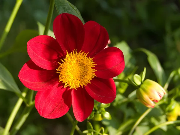 Virág a kertben — Stock Fotó