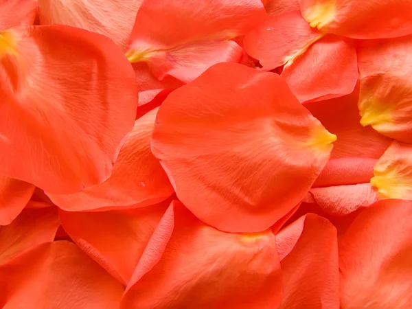Rose-petals — Stock Photo, Image