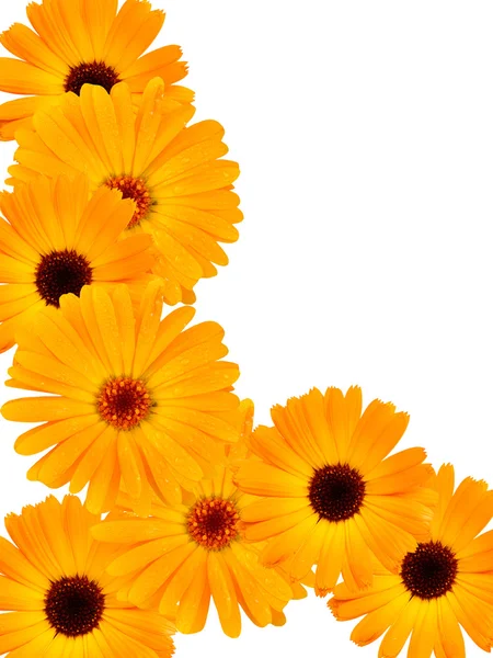 Heřmánek květiny — Stock fotografie