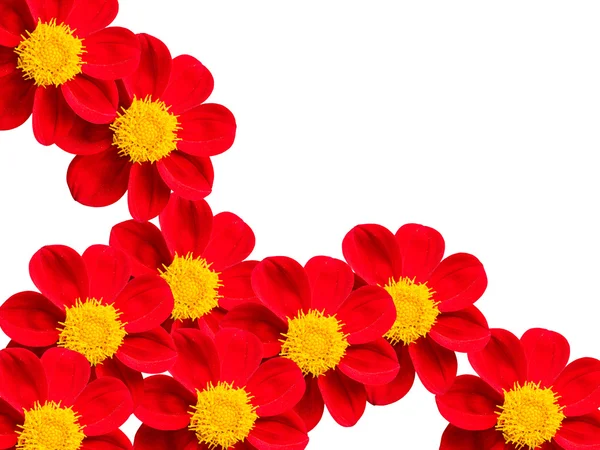 Flores com pétalas vermelhas — Fotografia de Stock