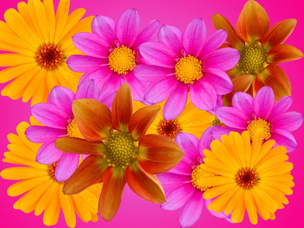 Flores decorativas — Fotografia de Stock