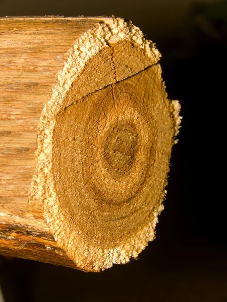 Taglio di un albero una quercia — Foto Stock