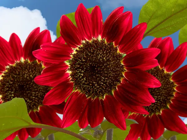 Kwiat słonecznika — Zdjęcie stockowe