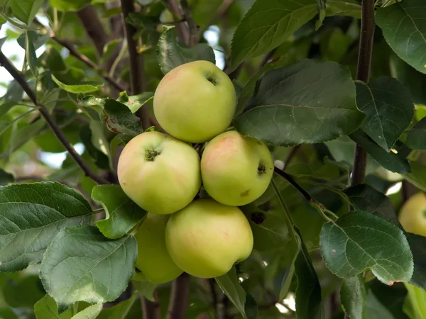 Pommes vertes sur une branche — Photo