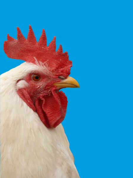 Pájaro casa un polla —  Fotos de Stock