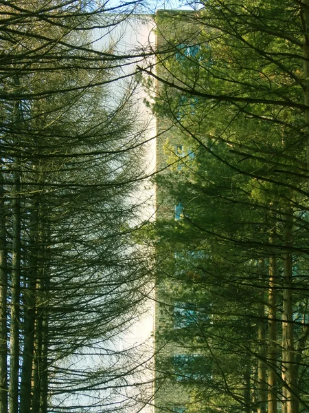 Gałęzie drzewa sosny — Zdjęcie stockowe