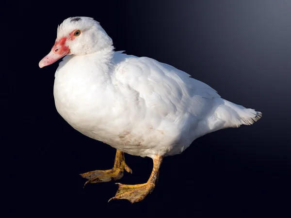 Pájaro un pato de casa —  Fotos de Stock