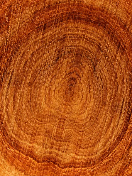 Cut tree oak — Stock Photo, Image