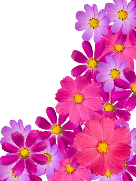 カモミールの花の装飾 — ストック写真