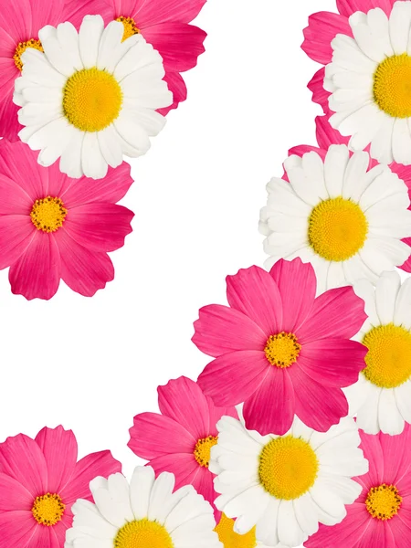 Kamilla virág díszítő — Stock Fotó