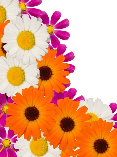 카밀레 꽃 장식 — 스톡 사진