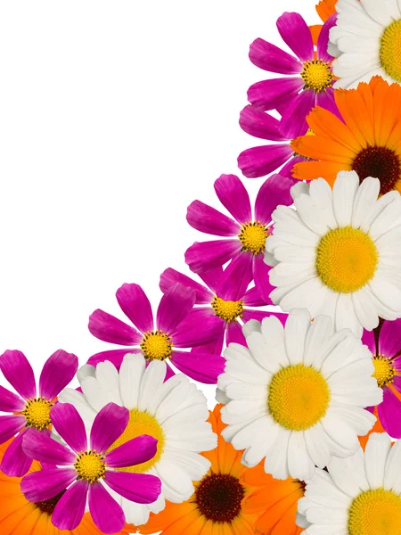 Rumianek kwiaty ozdobne — Zdjęcie stockowe