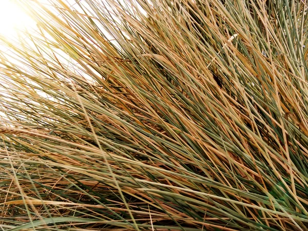 Трава сухая осень — стоковое фото