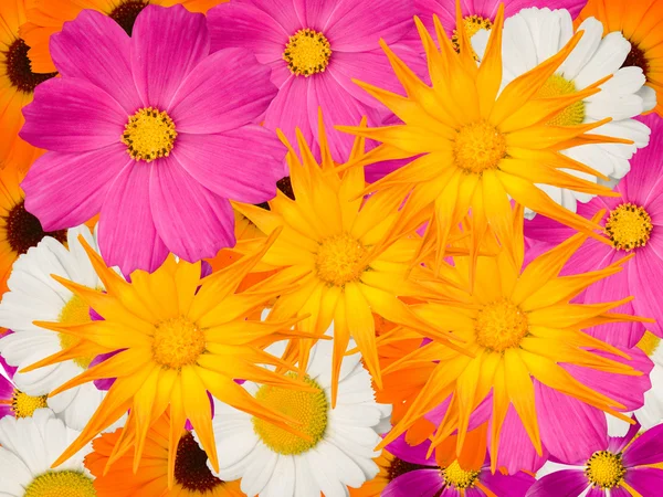 Χαμομήλι άνθη διακοσμητικά — Φωτογραφία Αρχείου