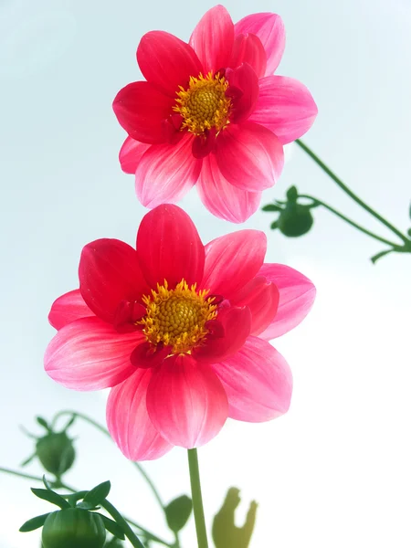 Blüten rote Blütenblätter — Stockfoto
