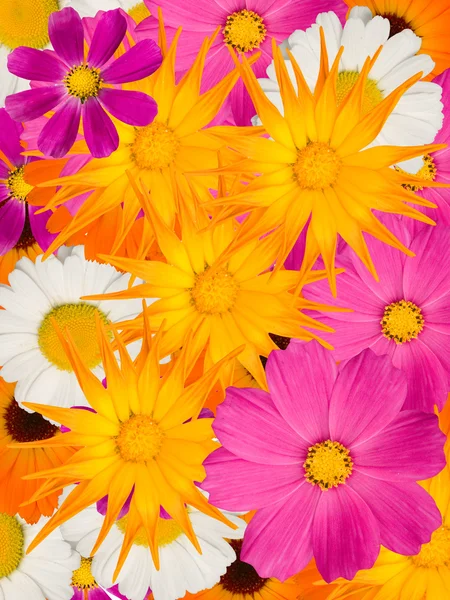 Papatya çiçekleri dekoratif Stok Resim