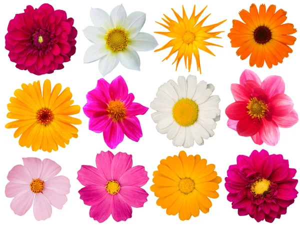 Květy dekorativní kolekce — Stock fotografie