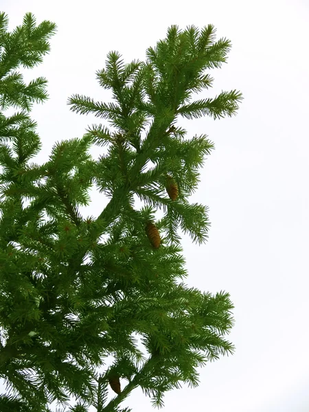 毛皮ツリーの木の枝 — ストック写真