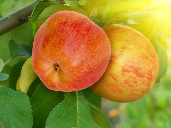 एका झाडावर सफरचंद — स्टॉक फोटो, इमेज