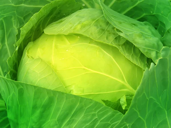 Cabbage leaves — Stock Photo, Image