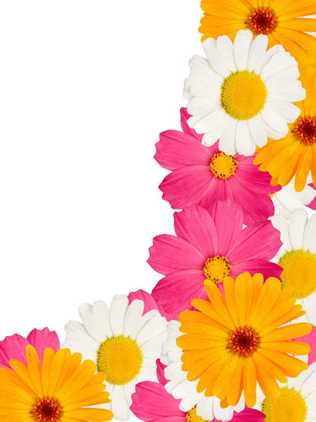Kamillenblüten dekorativ — Stockfoto