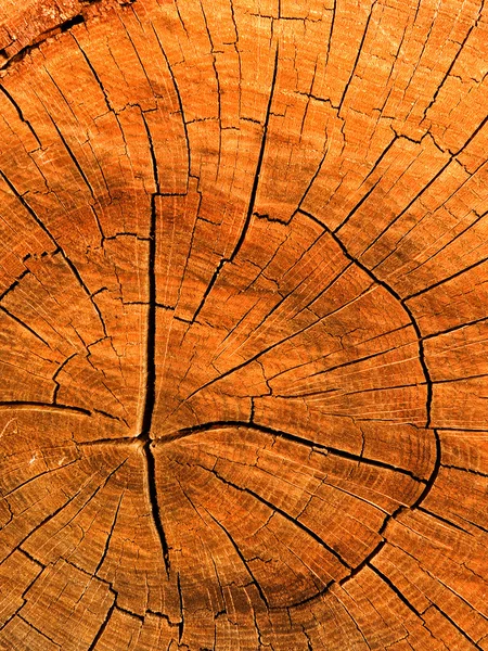 잘라 나무 오크 — 스톡 사진