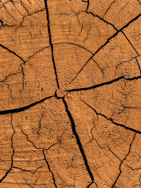 Texture quercia albero — Foto Stock