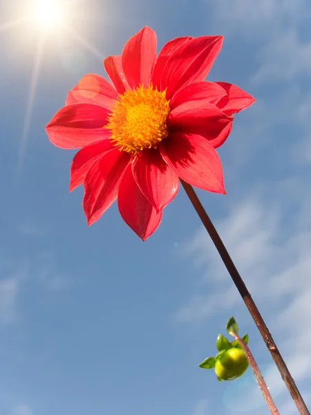 Fleur pétales rouges — Photo
