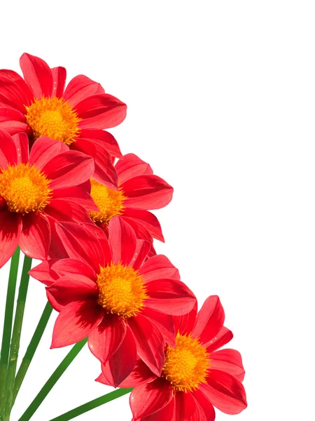 Flor pétalas vermelhas — Fotografia de Stock