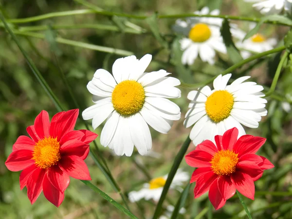 Camomilas flores — Fotografia de Stock