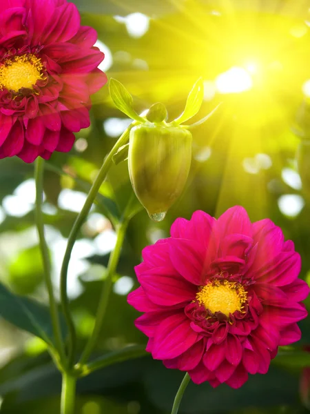牡丹花园粉红花瓣 — 图库照片