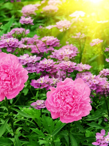 Flowers dahlias — Stock Photo, Image