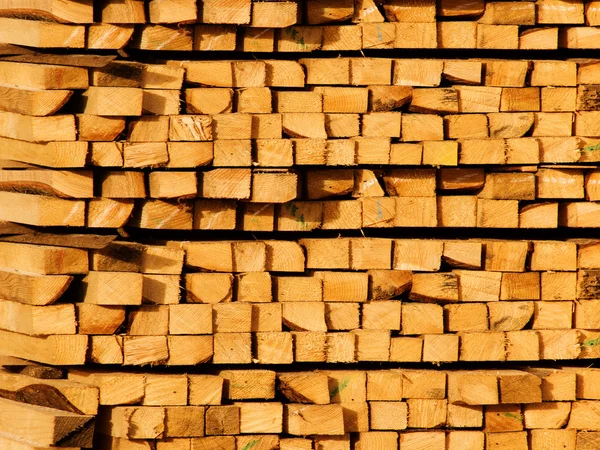 Bár a fa fenyő — Stock Fotó