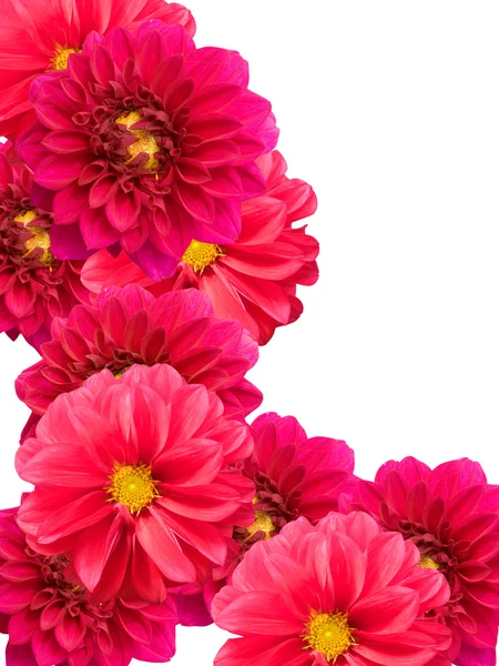 Flowers peonies — Stock Photo, Image
