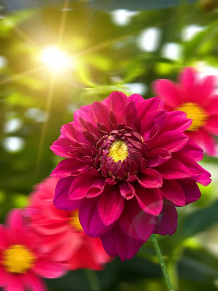 Peonía de flores — Foto de Stock