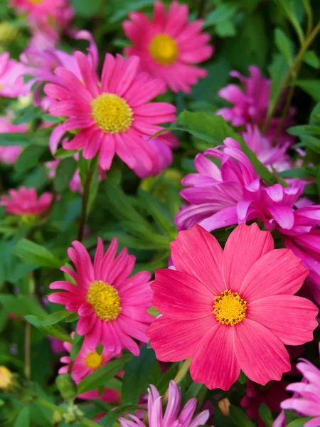 Flowers asters camomiles — Stock Photo, Image