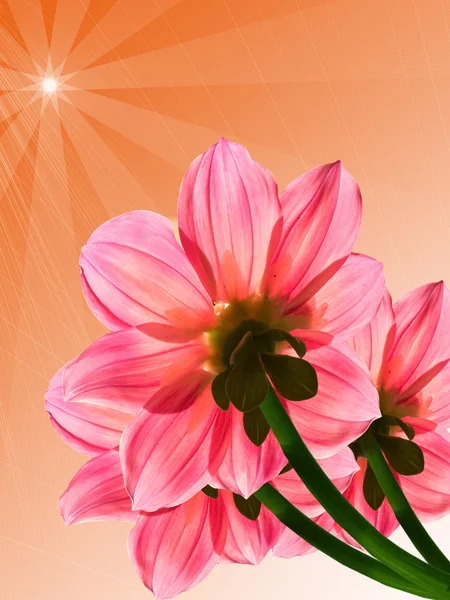 Flores pétalas rosa transparente — Fotografia de Stock