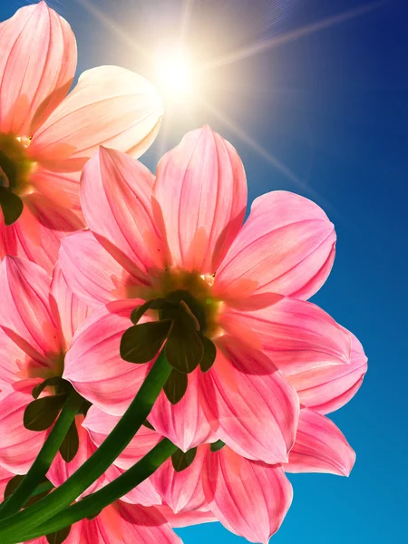 Blommor rosa kronblad transparent — Stockfoto