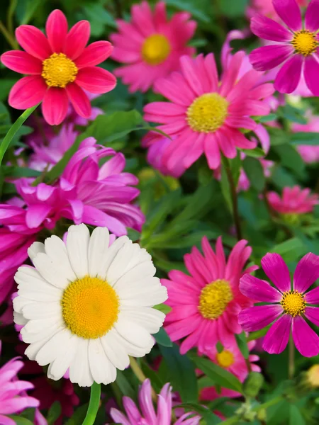 꽃과 꽃 camomiles 스톡 이미지