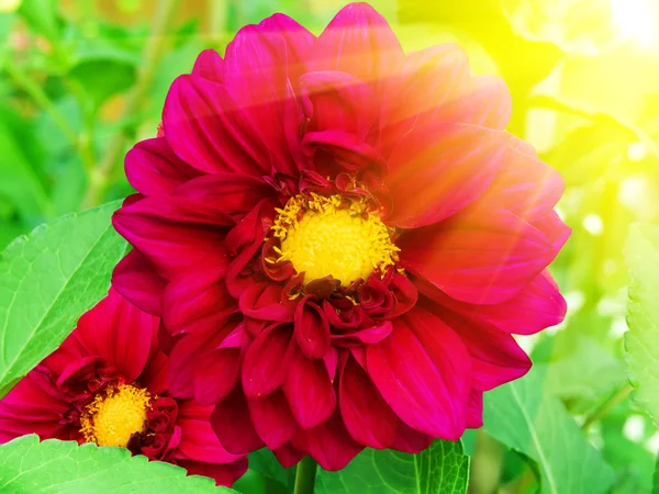 Flores peonías — Foto de Stock