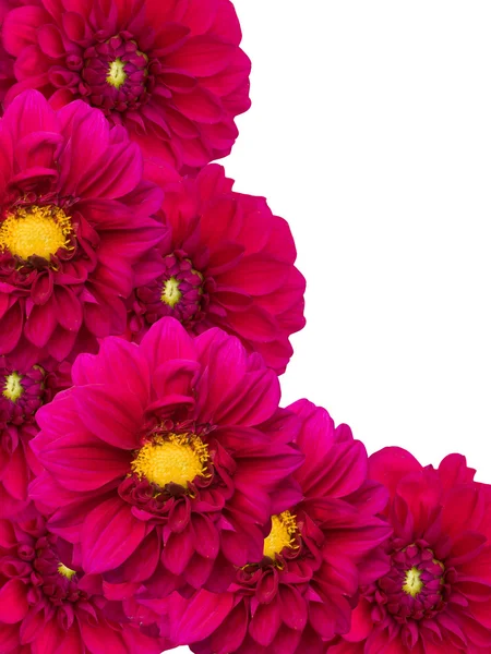 Flores peônias ornamento — Fotografia de Stock