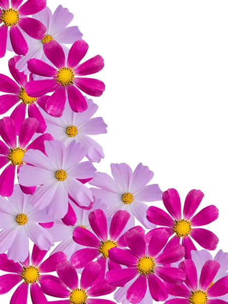 Ромашковые цветы — стоковое фото