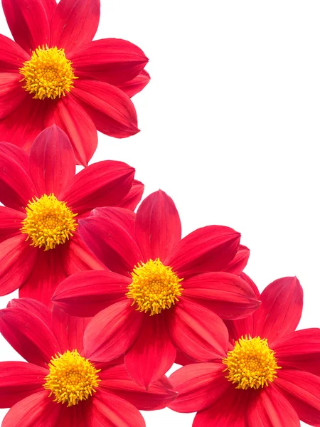 Kwiaty czerwone płatki — Zdjęcie stockowe
