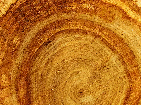 Cut tree oak — Stock Photo, Image