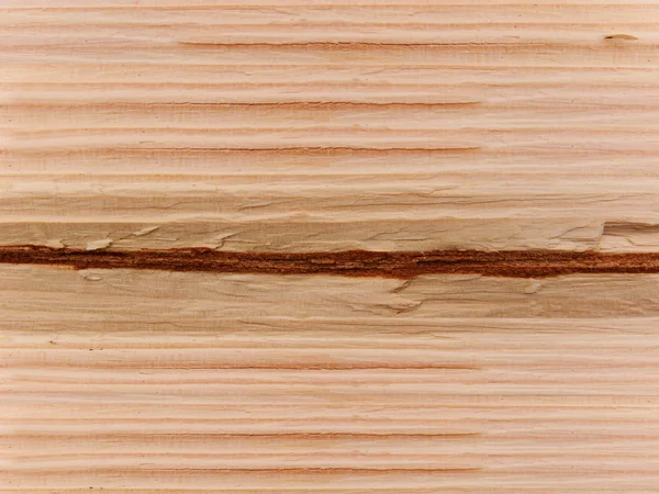 Tree linden trunk — Stock Photo, Image