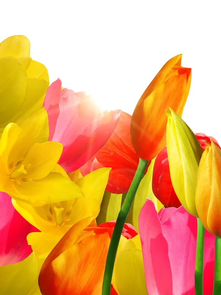 Fleurs tulipes — Photo