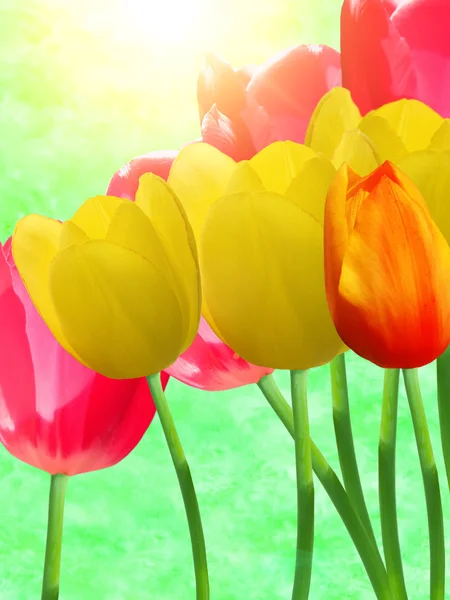 Цветы тюльпаны — стоковое фото