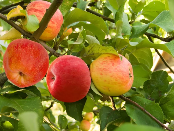 フルーツのりんご — ストック写真