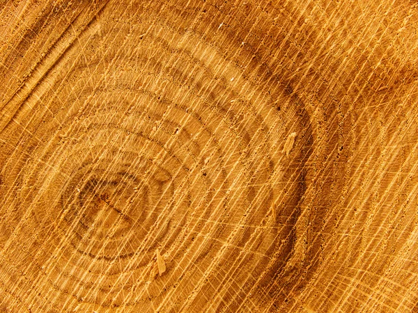 オークの木を切る — ストック写真