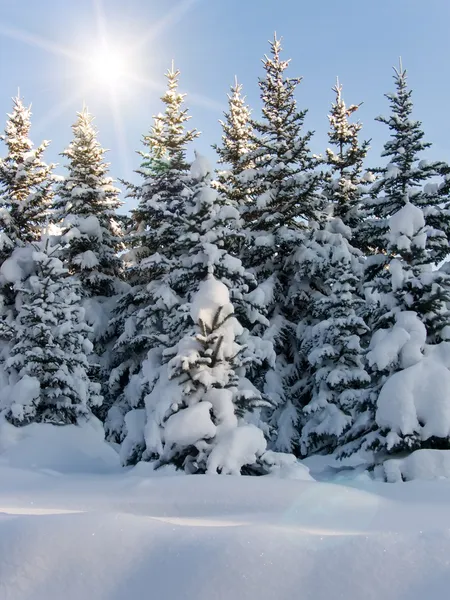 Ağaçlar kürk-kış — Stok fotoğraf